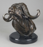 African Cape Buffalo